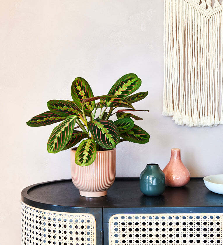 Prayer Plant & Pot