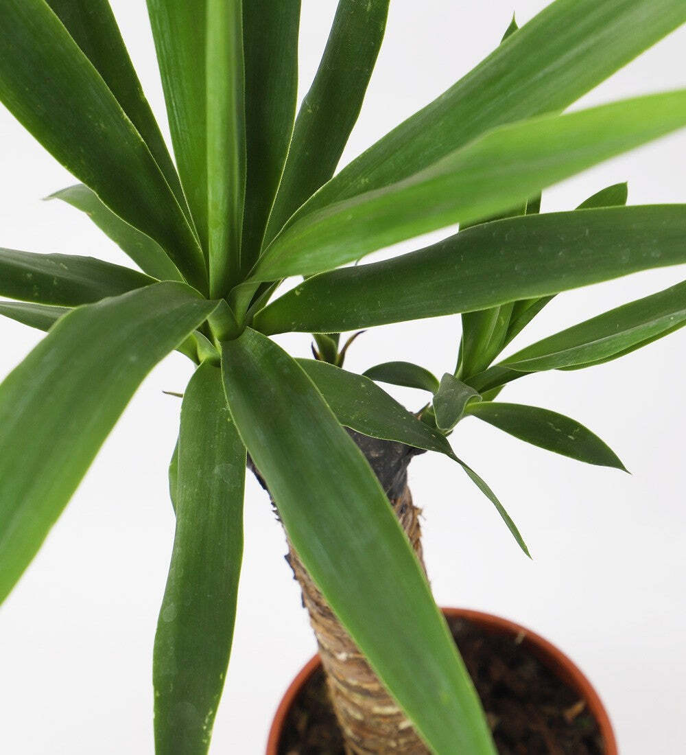 Tall Yucca Plant