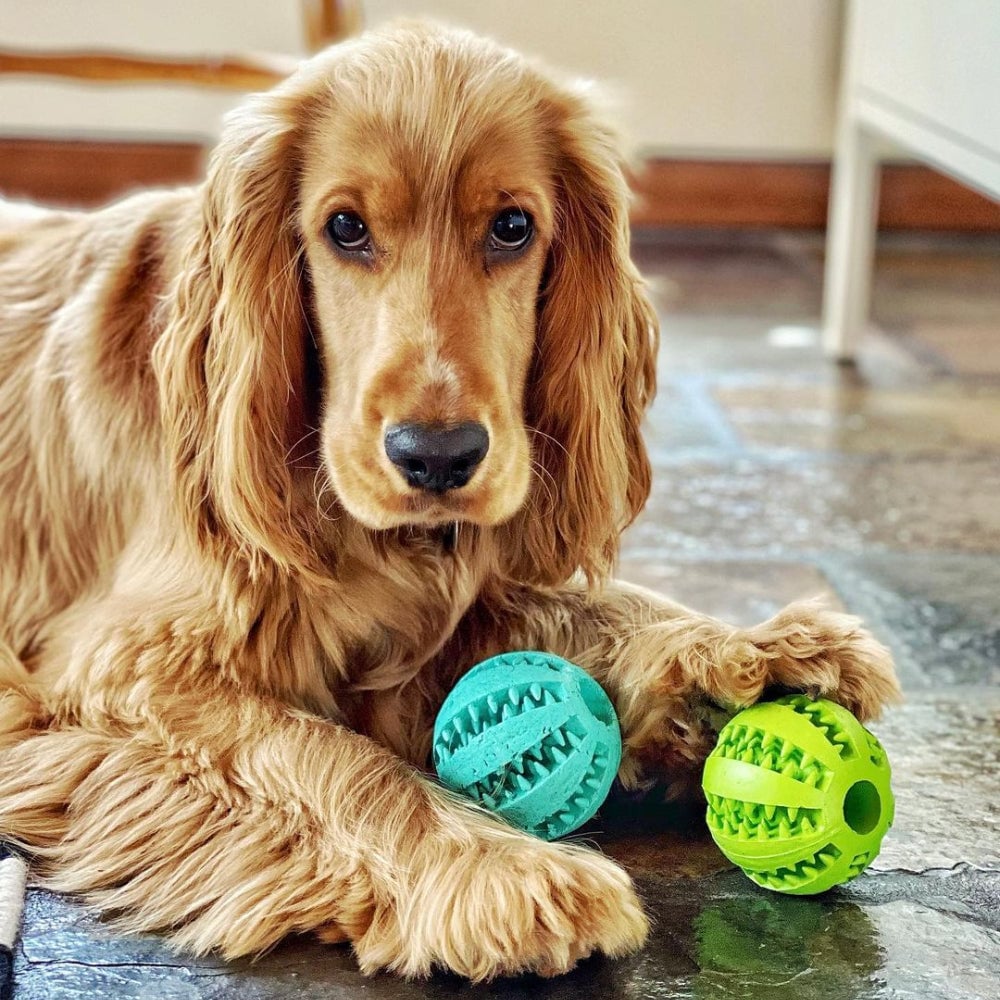 (🔥Clearance Sale Today-46% OFF)Pet teething toy ball-BUY 3 GET 20% OFF & FREE SHIPPING