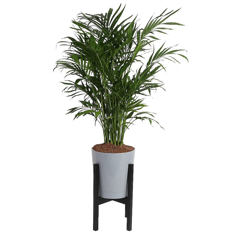 Cat Palm House Plant in 9.25-in Planter