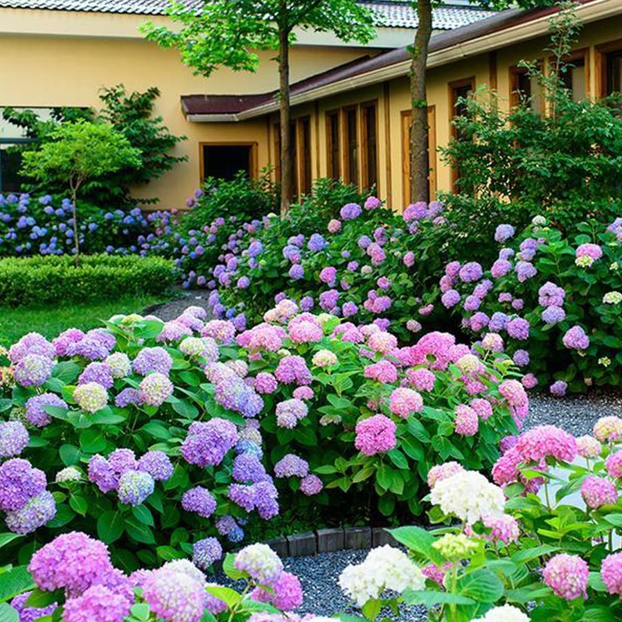On Sale🔥21inch Outdoor Real Touch Artificial Hydrangea💐☀️UV resistant, Waterproof，Windproof🌪️(🎉Tips: 4 Píece Fills A Flower Pot)