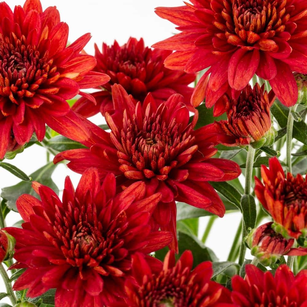 Live White Chrysanthemum (Mama) Plant