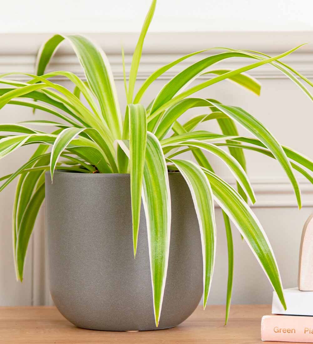 Spider Plant