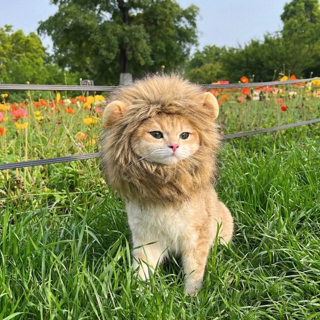 2024  King Cat Costume🔥(Last Day to Sell)