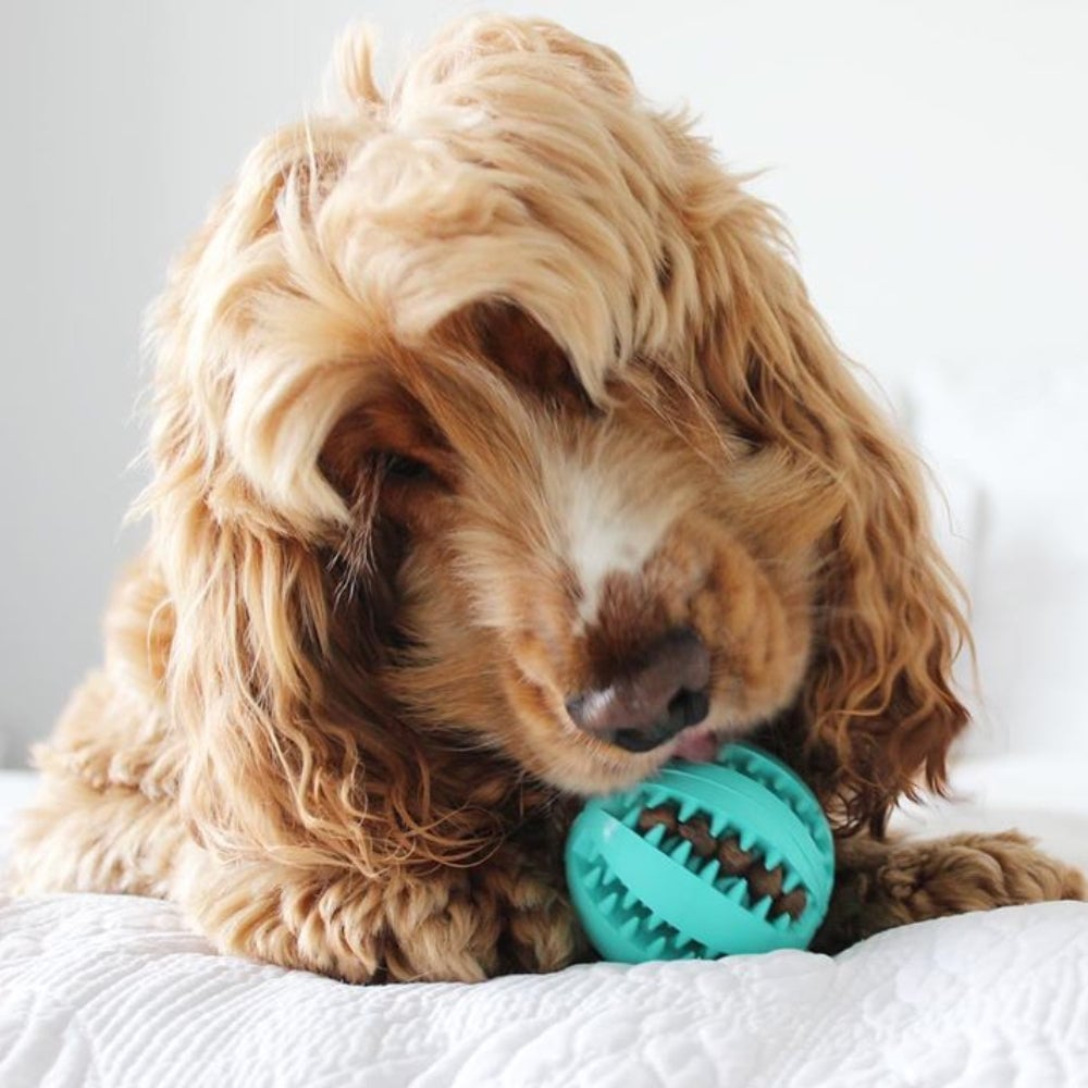 (🔥Clearance Sale Today-46% OFF)Pet teething toy ball-BUY 3 GET 20% OFF & FREE SHIPPING