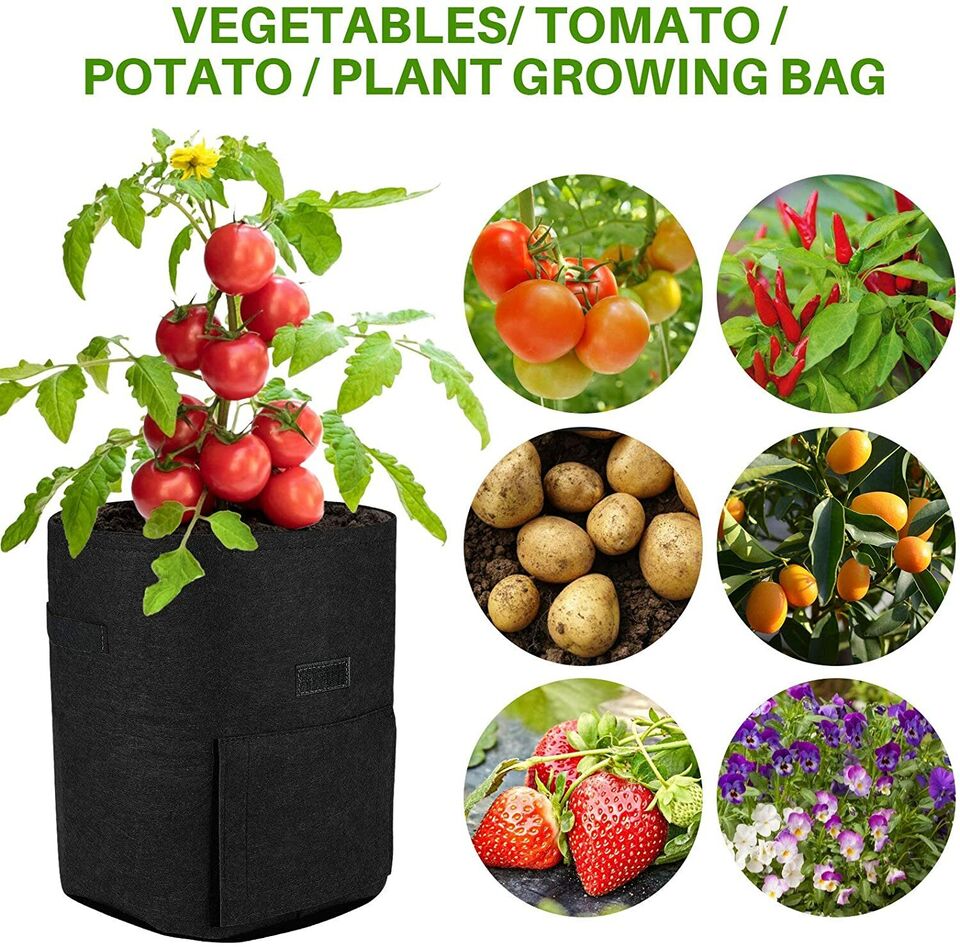 Potato Sack Plant