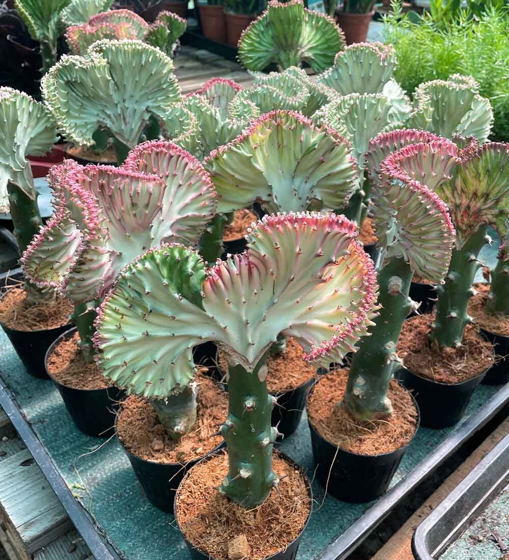 Coral Cactus
