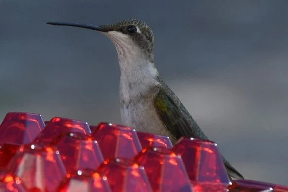 💥2022 New Year Hot Sale 50% OFF 🎉 Sweety Hummingbird Feeder With Perch And Built-in Ant Moat