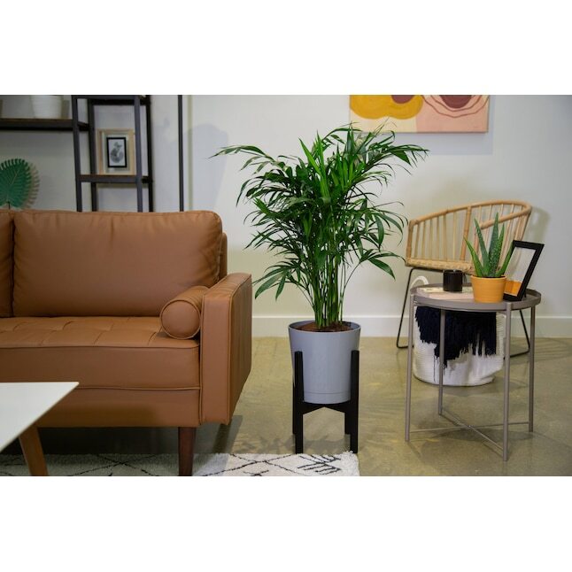 Cat Palm House Plant in 9.25-in Planter