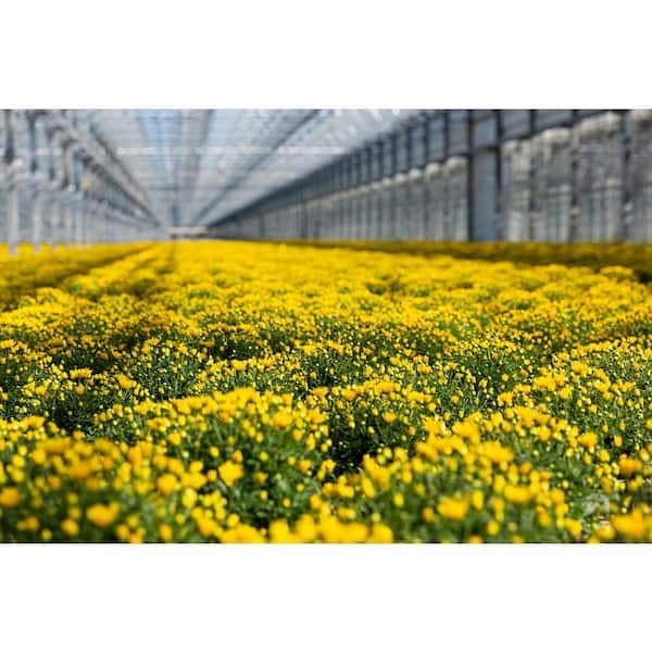 Live White Chrysanthemum (Mama) Plant