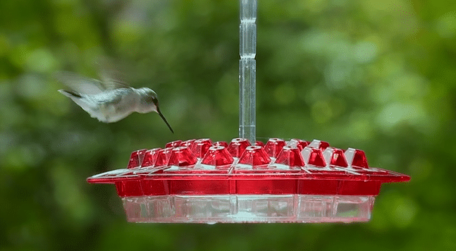 💥2022 New Year Hot Sale 50% OFF 🎉 Sweety Hummingbird Feeder With Perch And Built-in Ant Moat