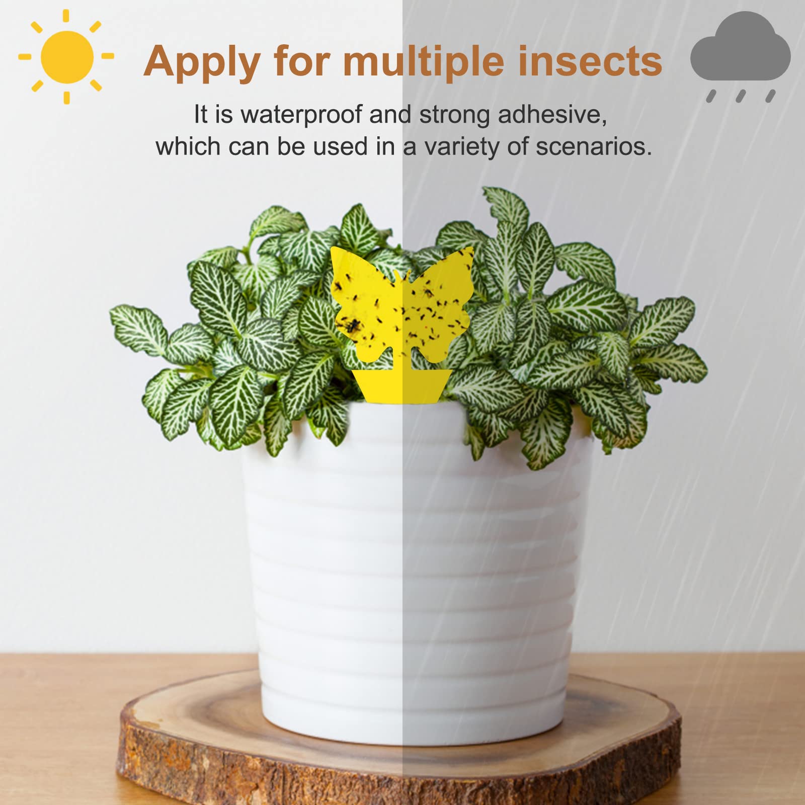 🔥Mother's Day Early Sale-[SAVE 50% OFF]--Double-sided Special-shaped Sticky Insect Trap--BUY 5 SETS GET 5 SETS FREE & FREE SHIPPING