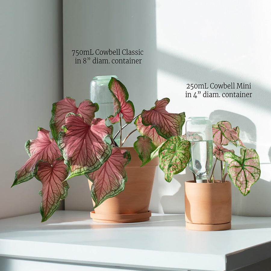 💖Last Day 50% OFF💖Self-Watering Plant Care Kit