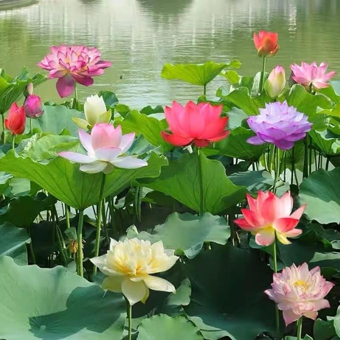 🔥Last day 45% OFF - Exotic Water Lily Flower Plant Seeds