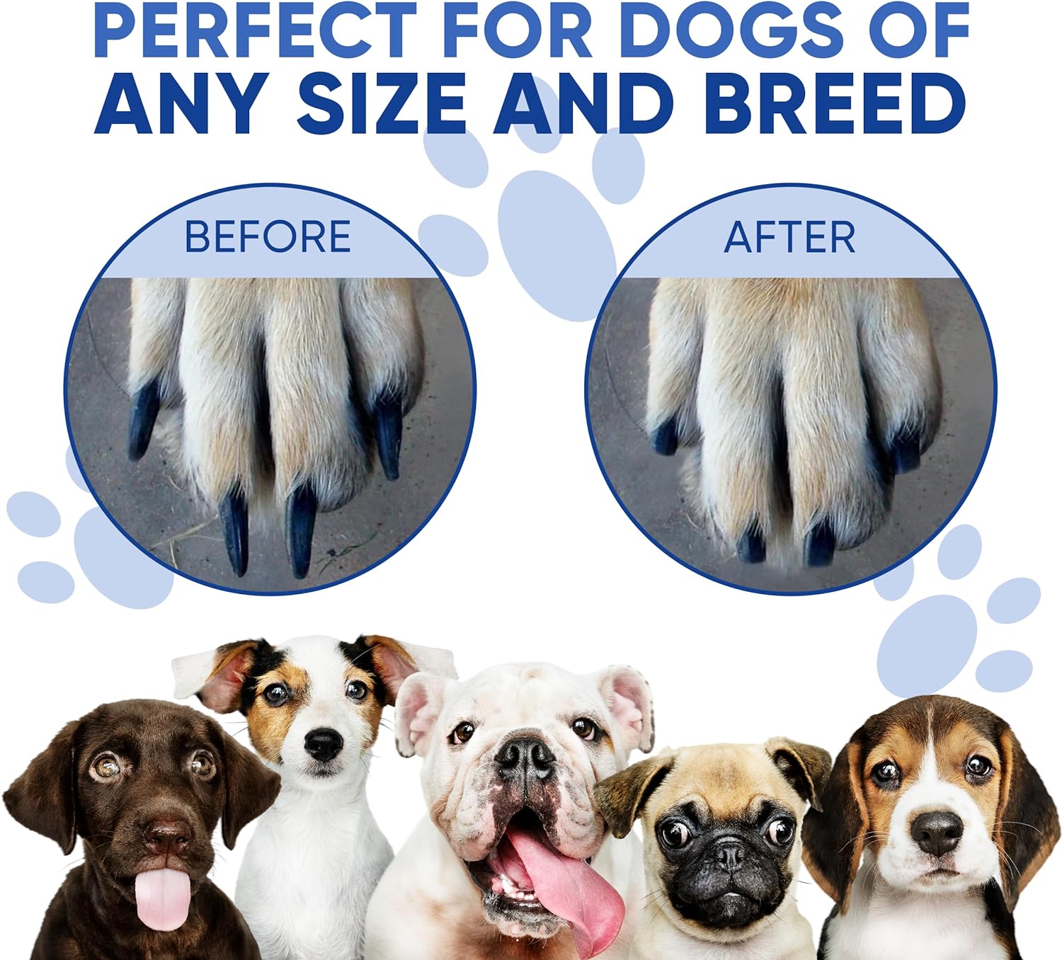 🔥Dog Paw Nail Scratch Pad - Dog Scratch Pad with Treat Box