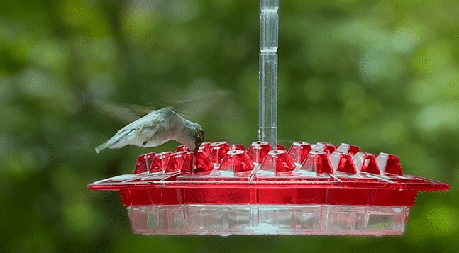 💥2022 New Year Hot Sale 50% OFF 🎉 Sweety Hummingbird Feeder With Perch And Built-in Ant Moat