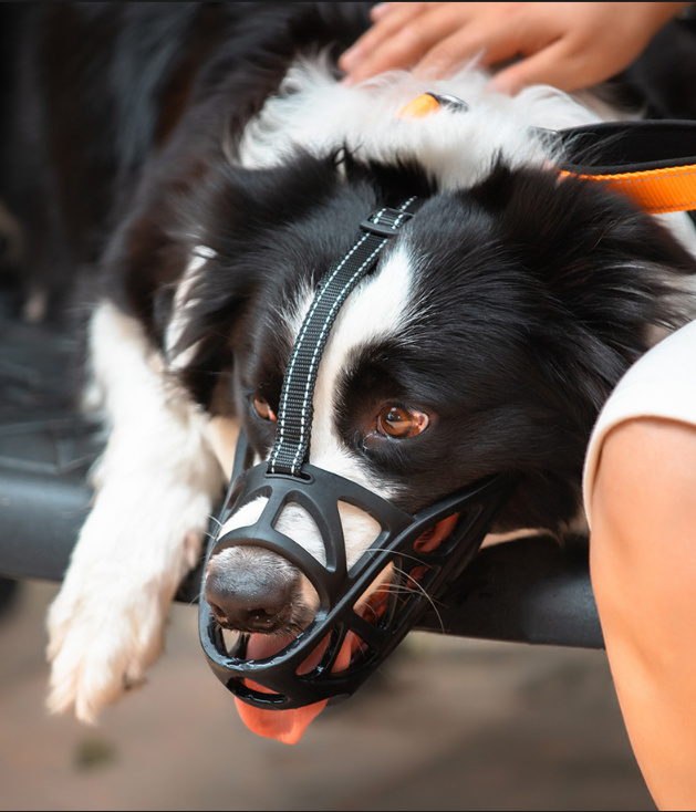 dog safety muzzle
