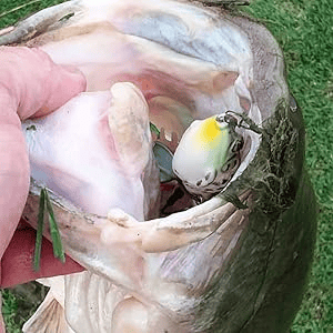 🔥Ultimate Frog Popper Bait