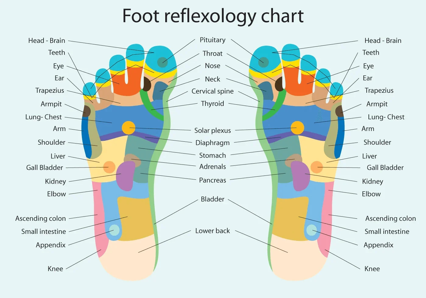 🔥Foot Roller