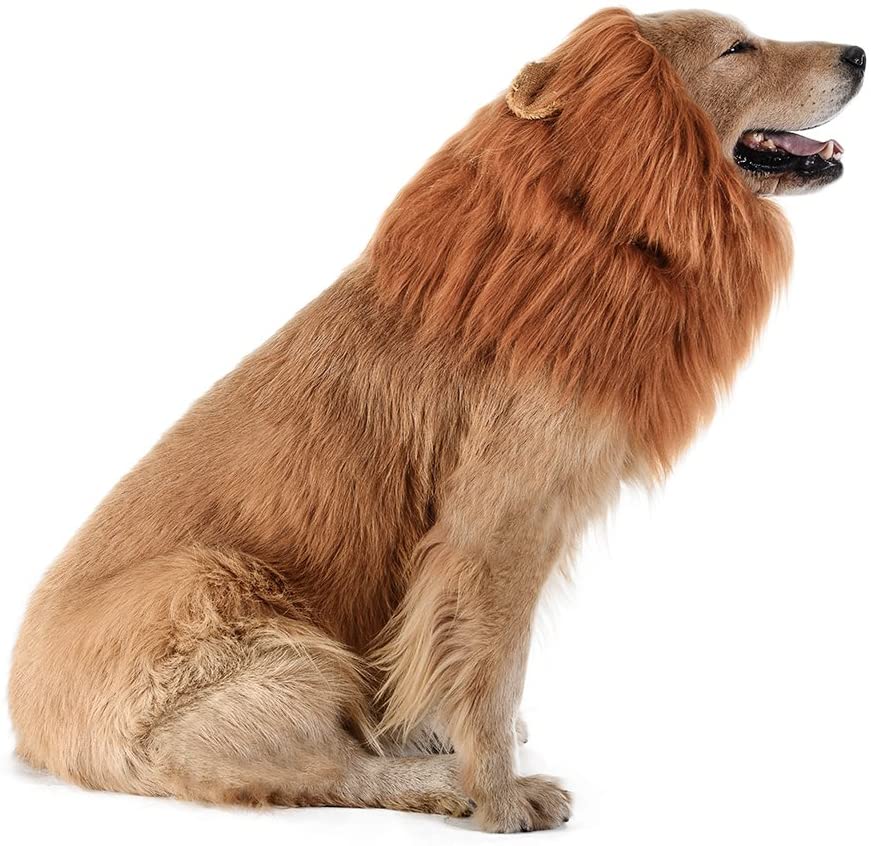 Dog Lion Mane🦁