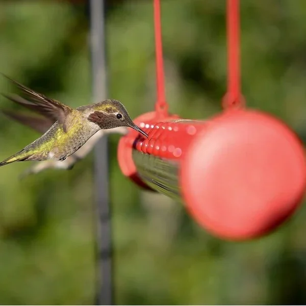 🔥Early Spring Promotion 50% OFF-Hummingbird Feeder with perch