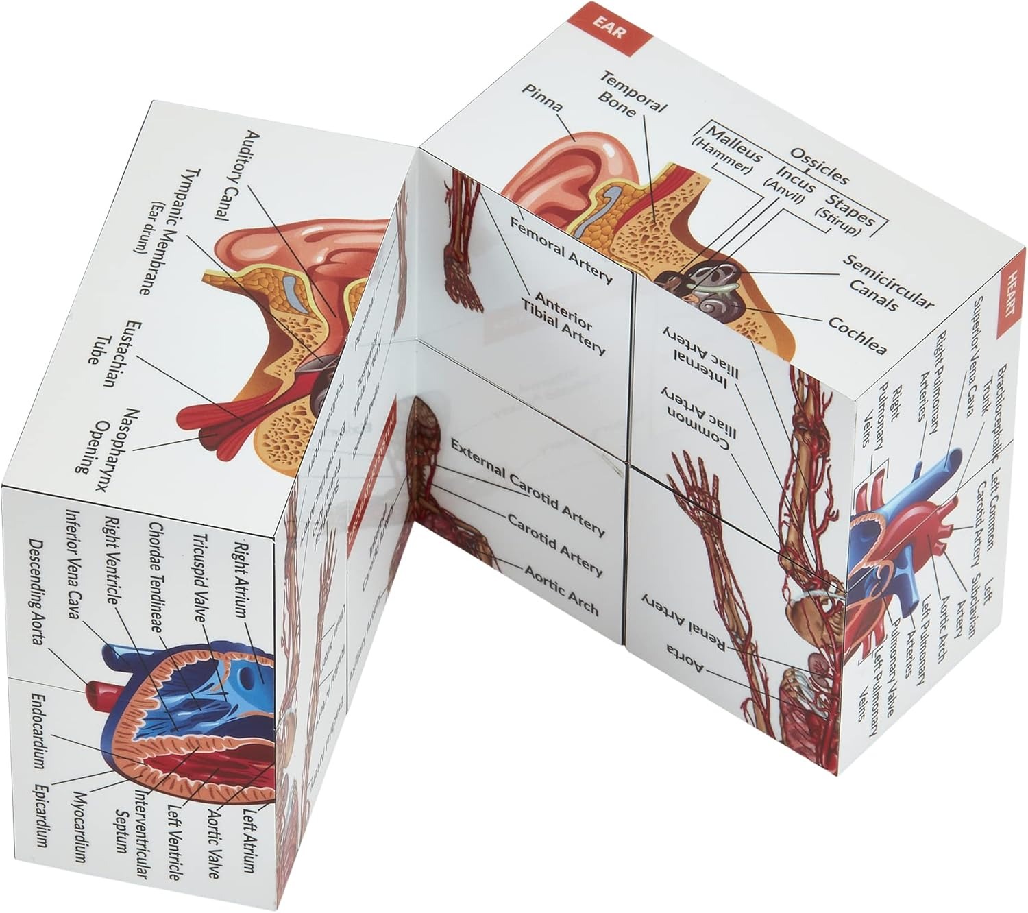 ✨Last Day 50% OFF✨Human Anatomy Study Cube | Study 9 Parts of The Human Body