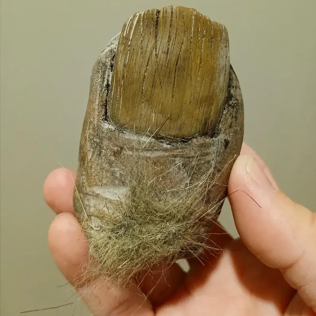 Bigfoot Toe Sasquatch