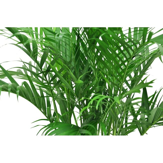 Cat Palm House Plant in 9.25-in Planter