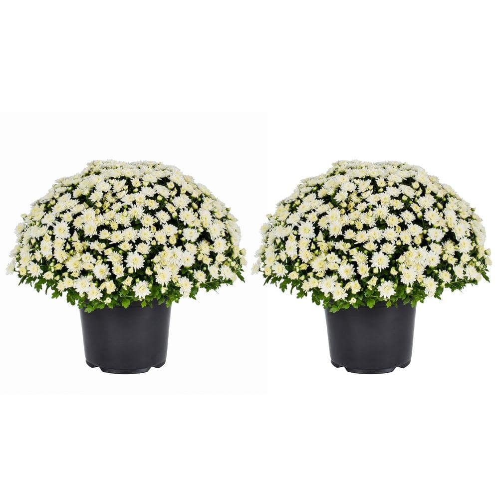 Live White Chrysanthemum (Mama) Plant