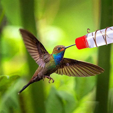 🔥Last Day 50% OFF🔥Geometric Window Hummingbird Feeder🐦BUY 3 GET 2 FREE & FREE SHIPPING