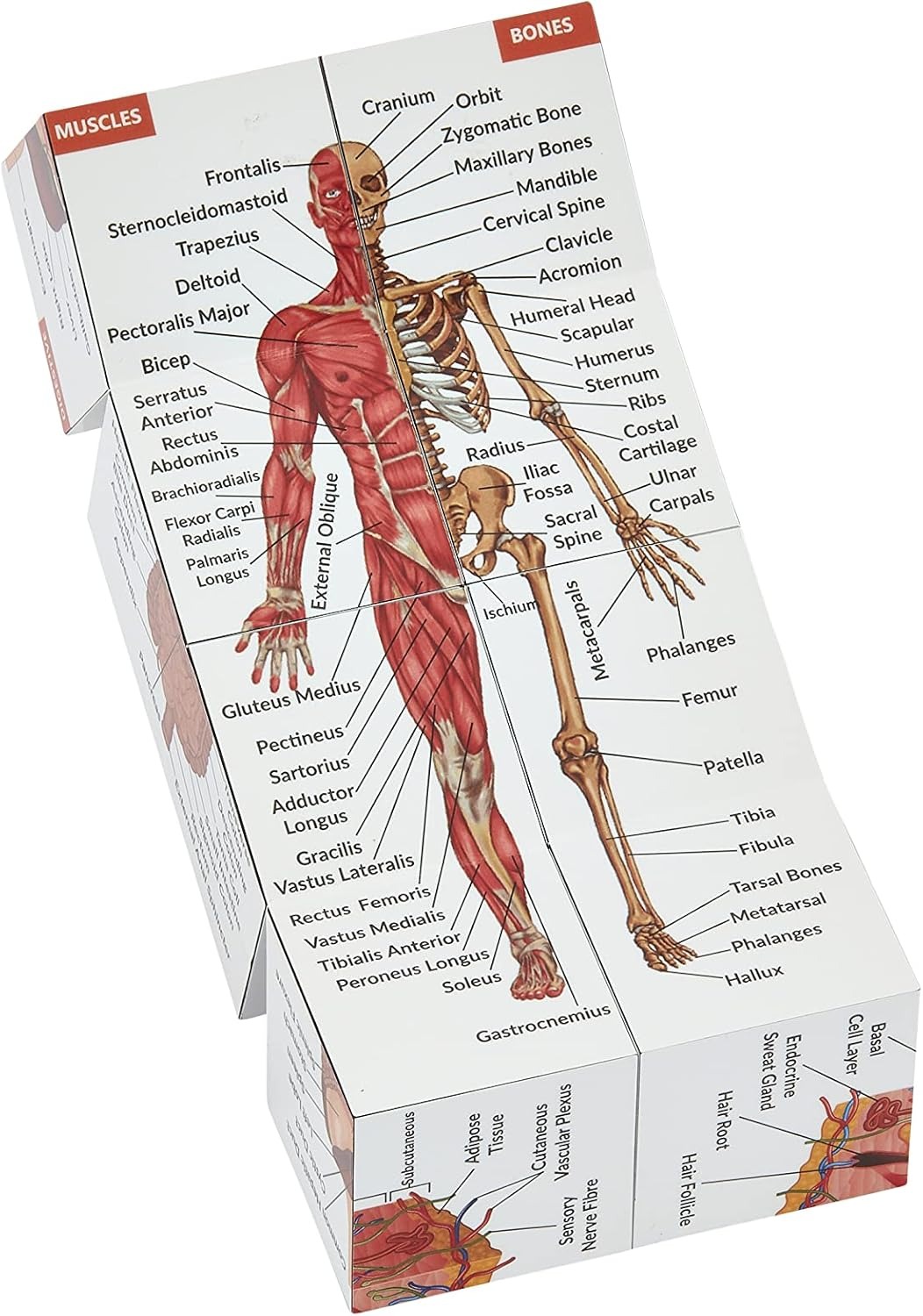 ✨Last Day 50% OFF✨Human Anatomy Study Cube | Study 9 Parts of The Human Body