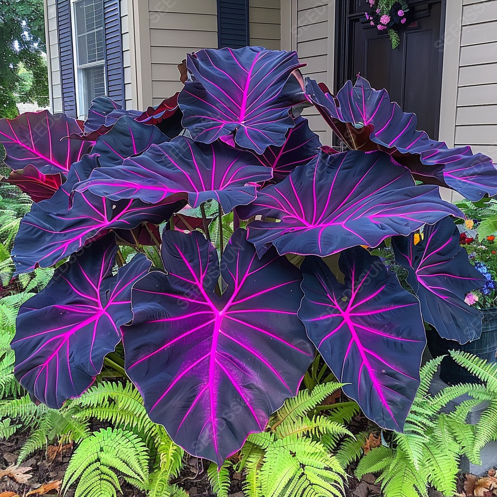 Rare Giant Caladium Seeds