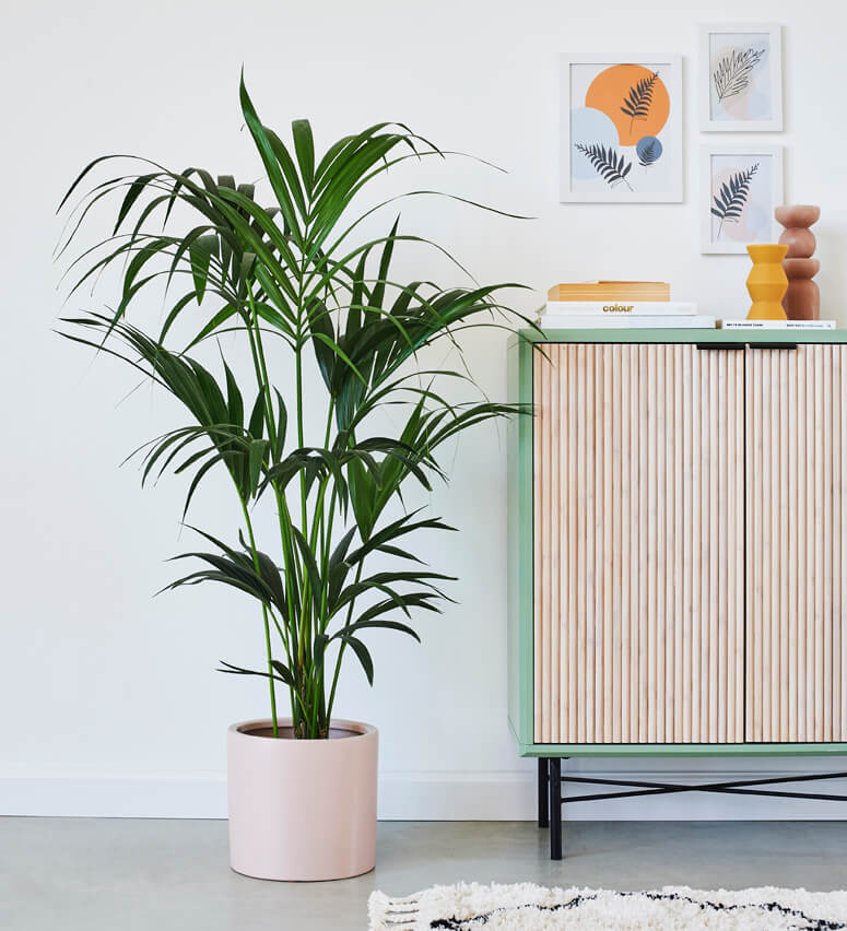 Kentia Palm & Pot