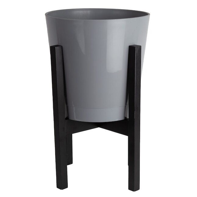 Cat Palm House Plant in 9.25-in Planter