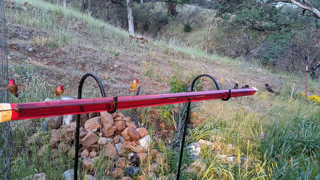 🔥Last day 49% Off-Anna's Hummingbird Feeders