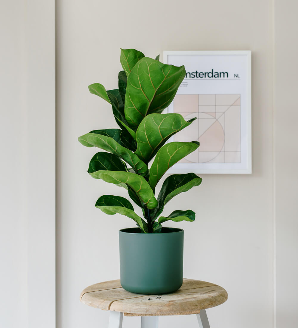 Fiddle-Leaf Fig & Pot