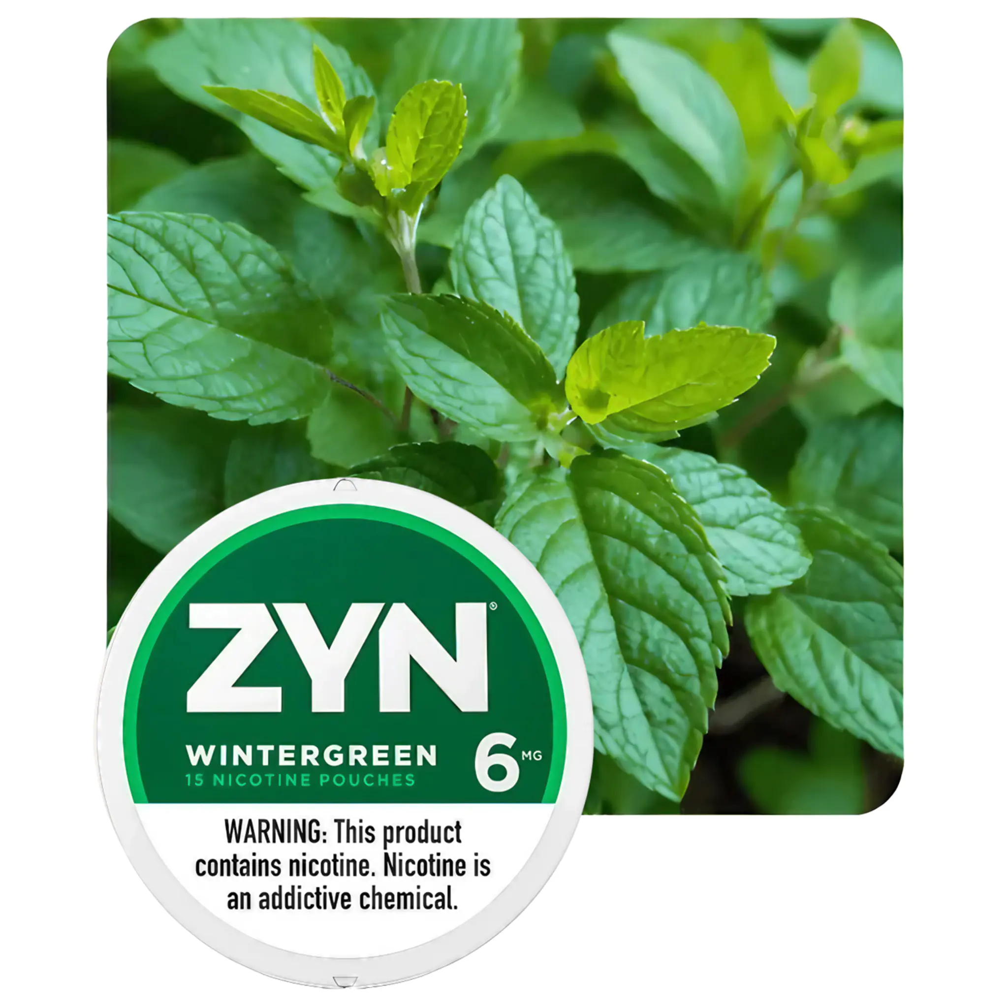 ZYN WINTERGREEN 6MG