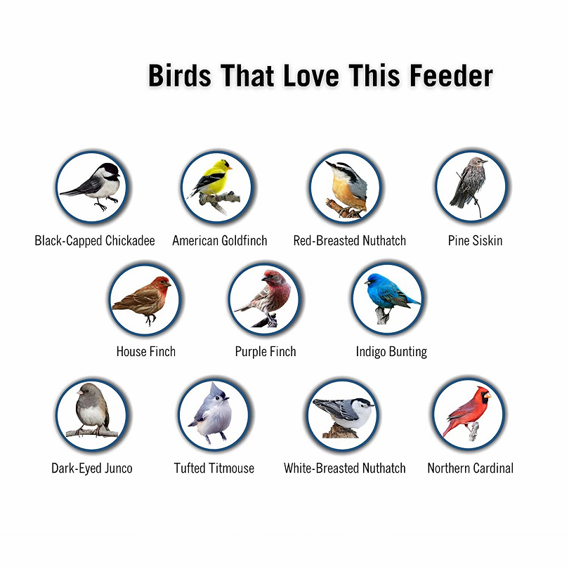 🔥BUY 2 GET 1 FREE🔥Squirrel-Proof Bird Feeder【Just $29.96】