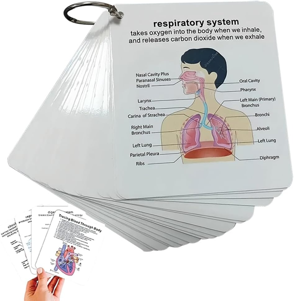 ✨Flash Sale✨Human Body System Anatomy Card,1 Set Medical & Nursing Learning Guide with Rings