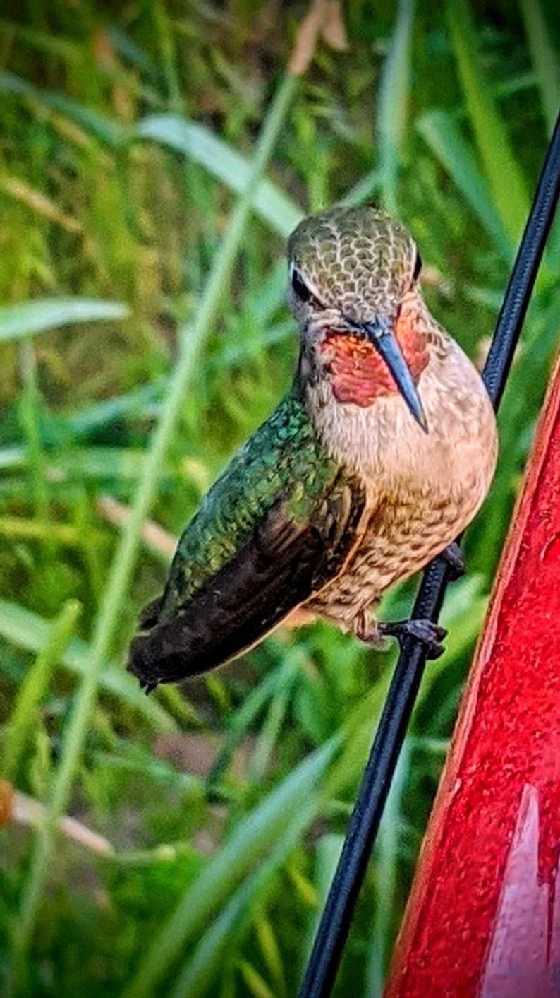 Hummingbird Feeder 16oz / 20oz