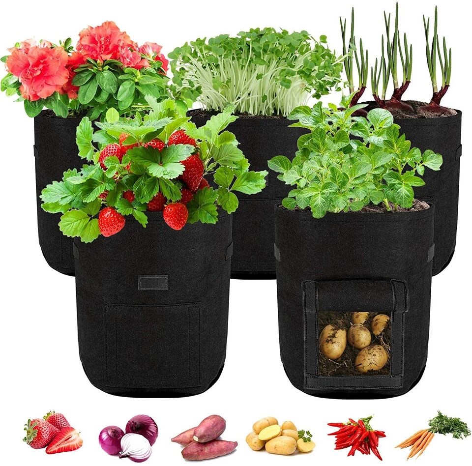 Potato Sack Plant