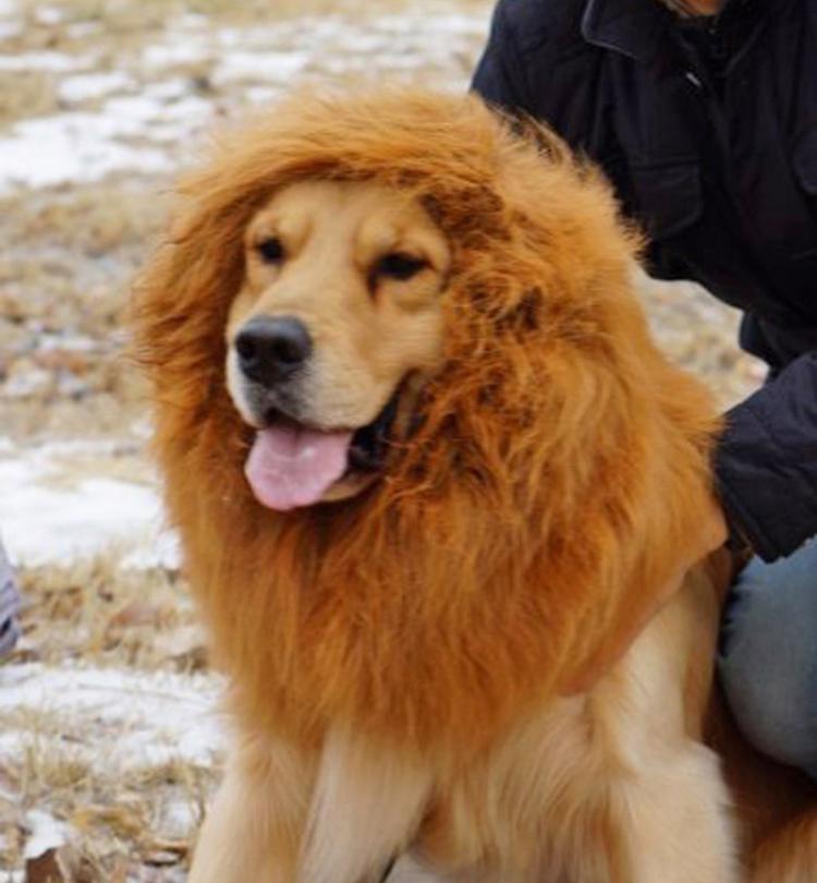 Dog Lion Mane🦁