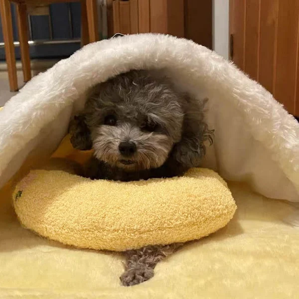 🐶🐱The Calming Pillow💐BUY 1 GET 1 FREE