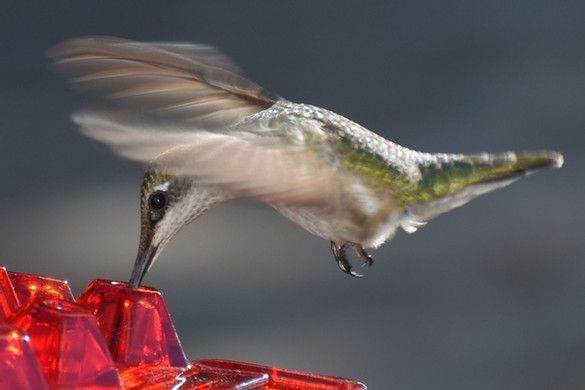 💥2022 New Year Hot Sale 50% OFF 🎉 Sweety Hummingbird Feeder With Perch And Built-in Ant Moat