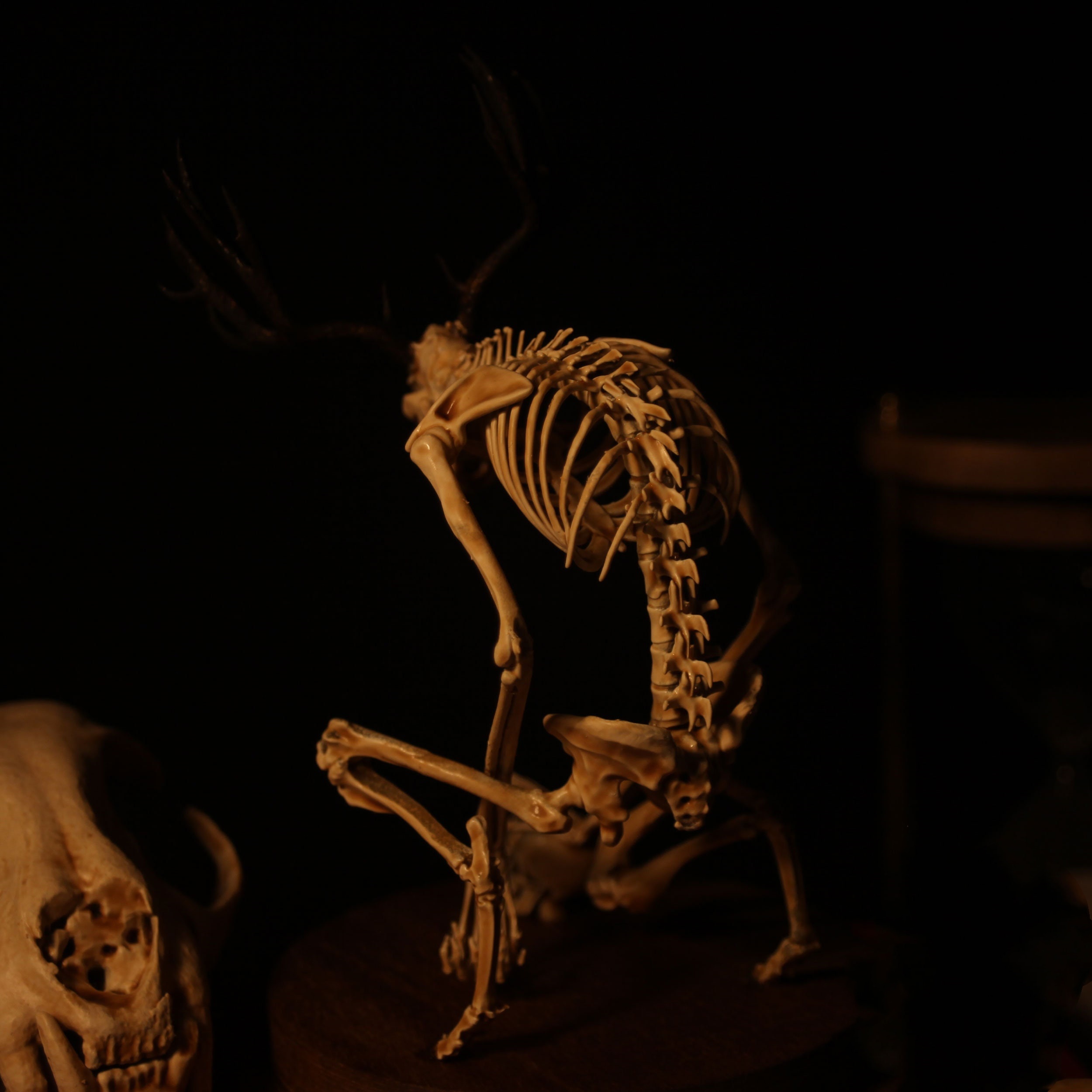 👍Last Day Promotion 60% OFF💥WENDIGO SKELETON CURIOSITY CABINET
