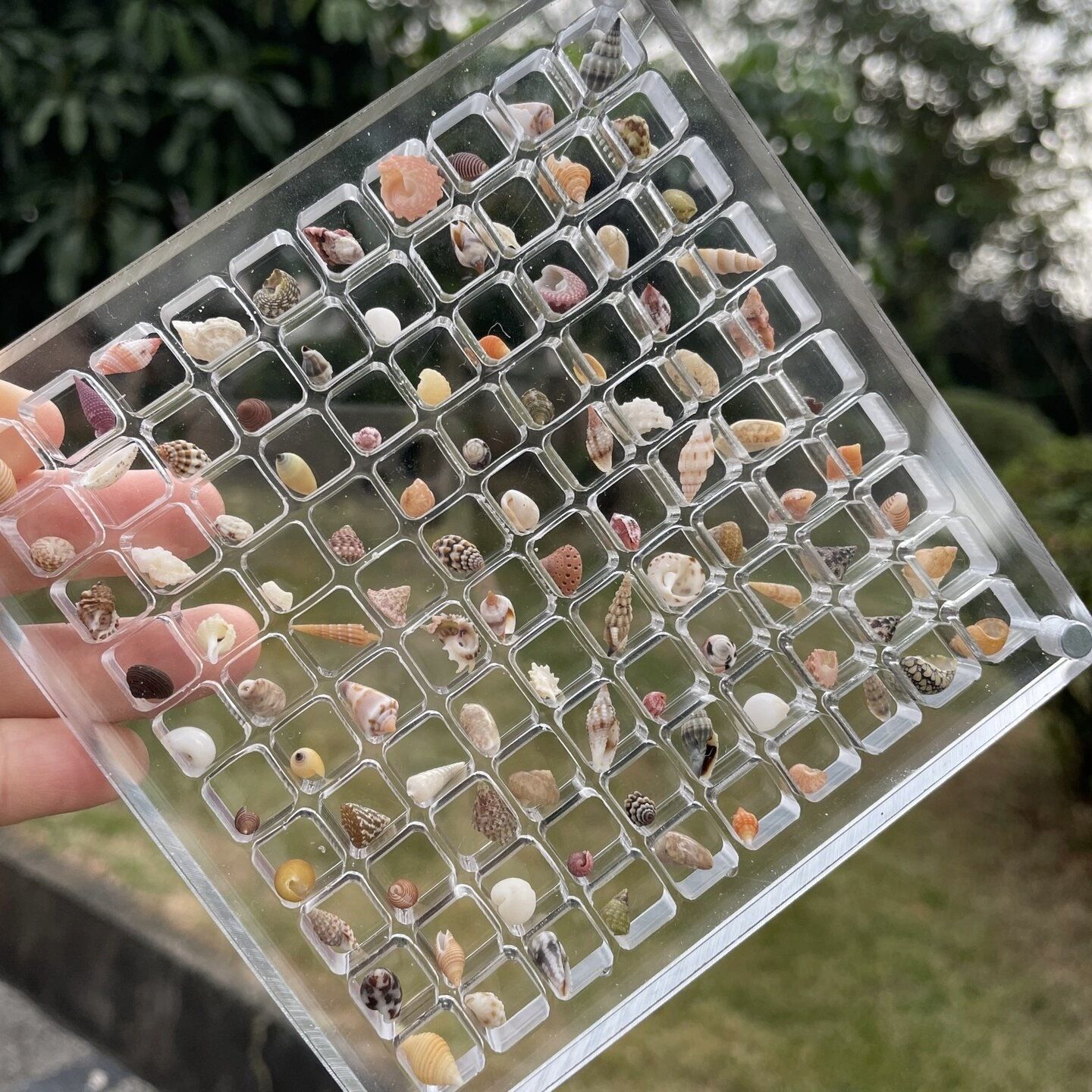 Acrylic Magnetic Shell Display Box