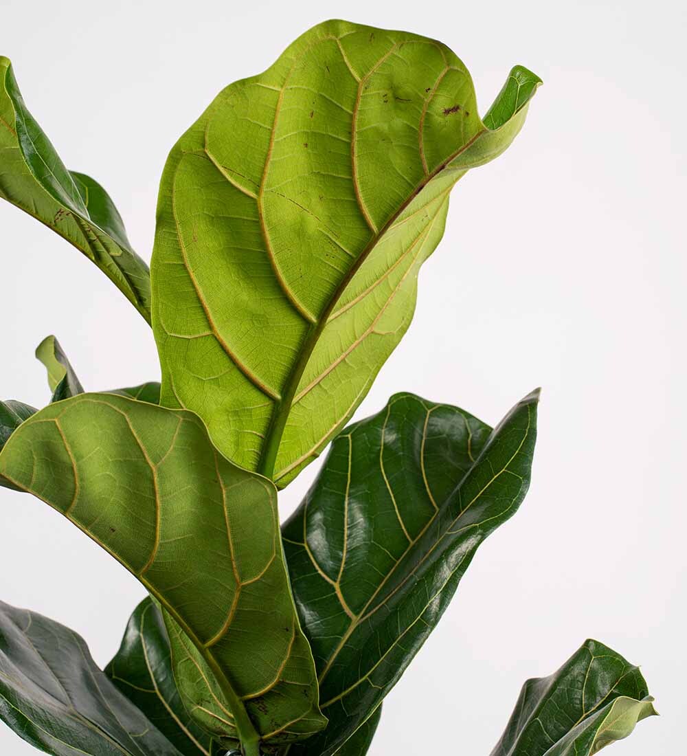 Fiddle-Leaf Fig & Pot
