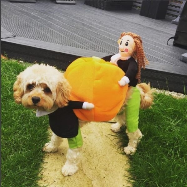 (🎃Early-Halloween Hot Sale-48%OFF) Pet Dog Pumpkin Halloween Costume