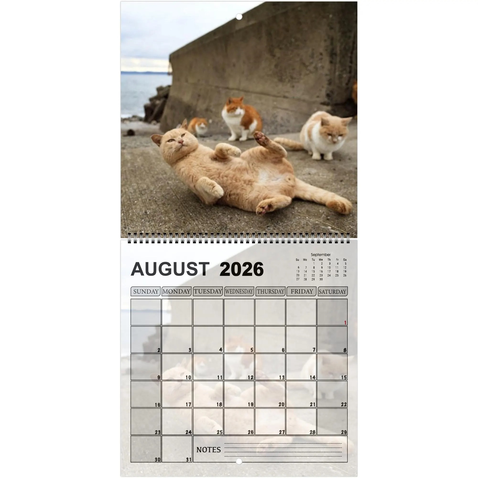 Cats' Buttholes 2026 Calendar: Funny Gag Gift for Cat Lovers