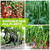 🌱 (HOT SALE-ONLY $9.99)🍀Magic Hydroponic liquid fertilizer